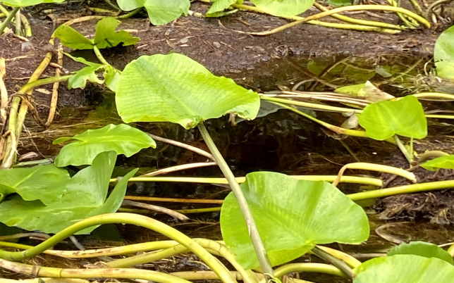 Environmental Engineering